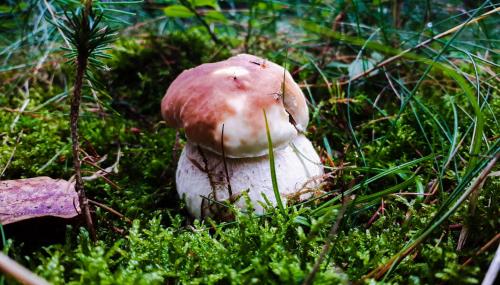 a stuffed mushroom sitting in the grass at Ferienwohnung Eichkatzel in Zell