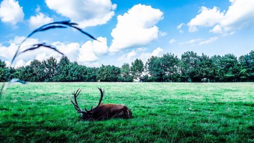 a deer with antlers laying in a field of grass at Ferienwohnung Eichkatzel in Zell