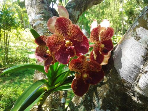 a close up of a flower on a tree at Huan Chiang Dao Resort in Chiang Dao