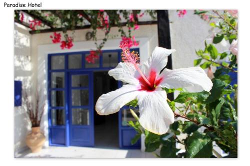 a white and red flower in front of a blue door at Paradise Apartments Studios in Mylopotas