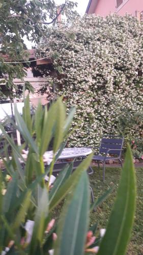 a table and chairs in front of a hedge at Poggio La Grognola in Cannara