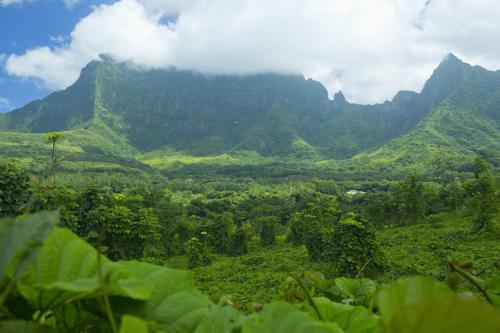 RAIATEA - Studio Tenape – Photos 5