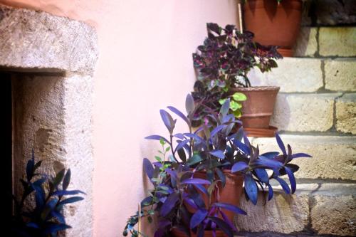 Casa Dei Delfiniにある庭