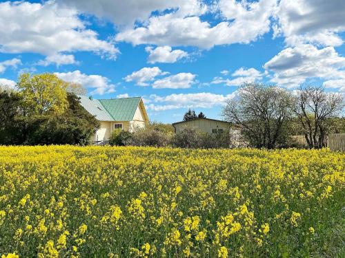 a field of yellow flowers in front of a house at 5 person holiday home in Romakloster-By Traum in Romakloster