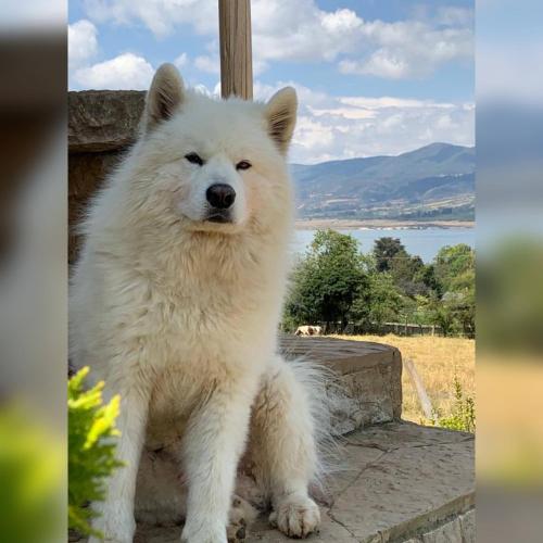 a white dog is sitting on a wall at Cabaña Piedra&Cielo in Guatavita