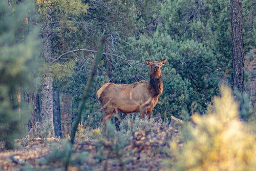 Άλλα ζώα σε αυτή η παραθεριστική κατοικία ή στη γύρω περιοχή