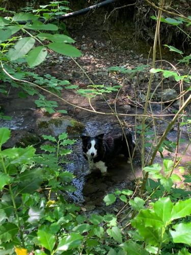 a black and white dog standing in a creek at Casa di Anita in Bedonia