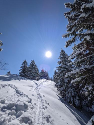 a snow covered path with trees and the sun in the sky at Ferienhaus Vakanz in Raggal