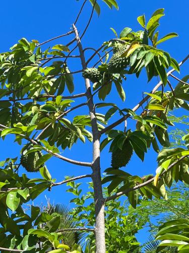 a tree with fruit in the sky at Creole Pearl Self-Catering in Victoria