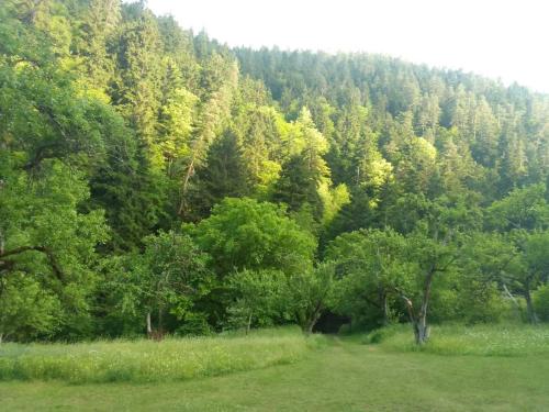 Gallery image of Camp-Woods Likani in Borjomi