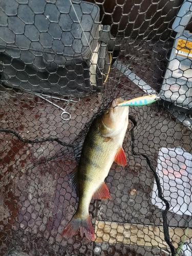 ein Fisch mit einer Zahnbürste im Mund in der Unterkunft Niedres 