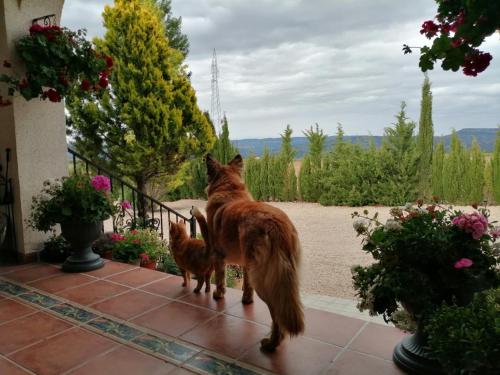 two cats standing on a porch looking out at a yard at Los Valientes Gitanos in Jarafuel