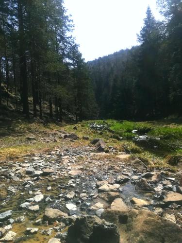 a creek in the middle of a forest at KATUN Apartmani & SPA in Divčibare