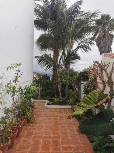 einen Garten mit Palmen und einem Ziegelweg in der Unterkunft jardin44 in Santa Úrsula