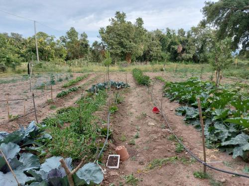 a garden with several plants in a field at Agriturismo Pranu in Sorgono