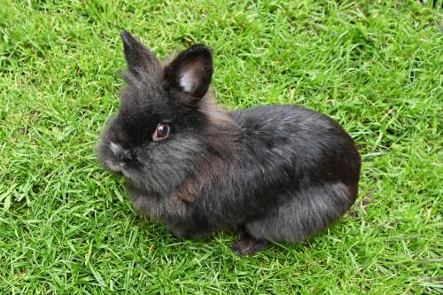 a black rabbit is sitting on the grass at Ferienbauernhof Moosbrugger in Schoppernau