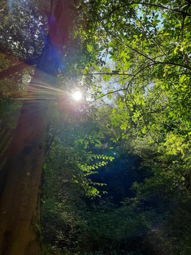 a sun shining through the trees on a dirt road at Le Logis des Templiers appartement climatisé in Régusse