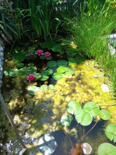 a pond with lilly pads and flowers in a garden at Villa Fiorita in Monfalcone