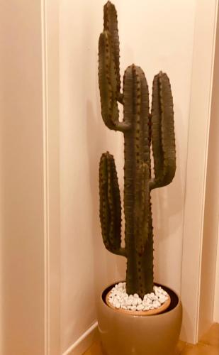a cactus in a pot in a corner of a room at Adream in Pescara