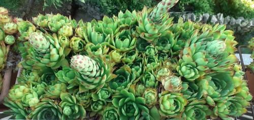 a bunch of green bananas on a tree at Kelk Loznati in Loznati