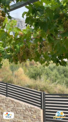 a fence with a bunch of grapes on it at Gabrijel Apartments Makarska 1 in Makarska