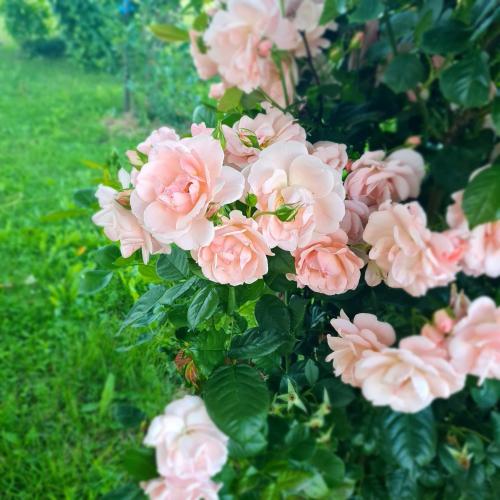 a bunch of pink flowers on a bush at Apartments Laura in Rakovica