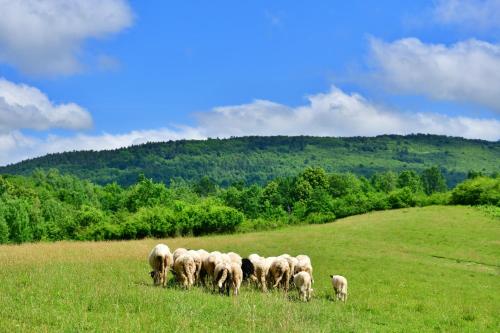 a herd of sheep grazing in a field at Natura hause in Rakovica