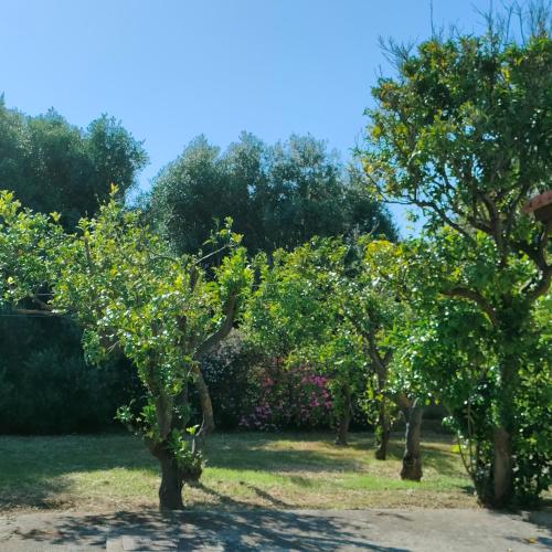 a row of apple trees in a yard at Cozy cottage with garden and olive grove of 5 acr in Mavráta
