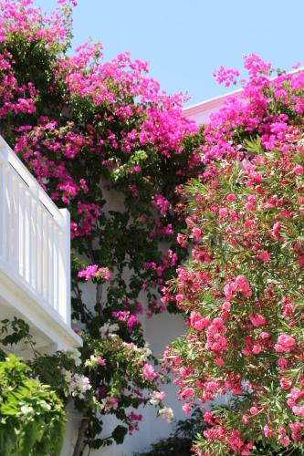 Zahrada ubytování SPIROS & HIROKO Hotel - ADULTS ONLY
