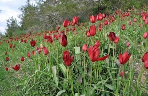 a field of red tulips in a field at Hanna Koumi Boutique Hotel in Kormakiti