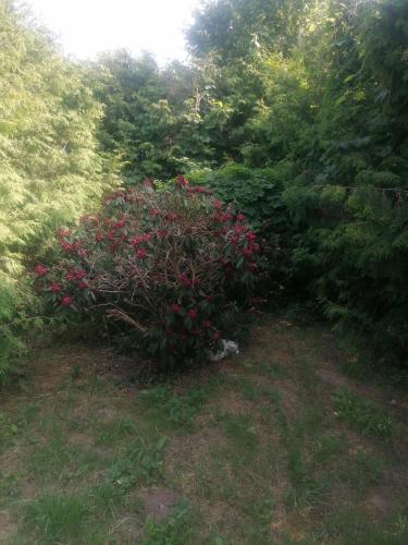 a bush with pink flowers in a yard at Gästehaus an der Warnow in Schwaan