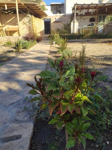 a plant in a garden next to a sidewalk at Latmos 1860 in Skala