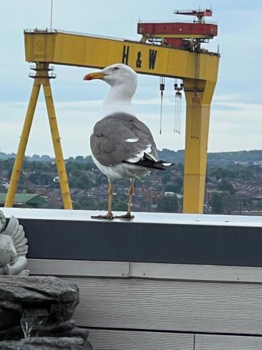 a seagull standing on the ledge of a building at James Clow Bed & Breakfast in Belfast