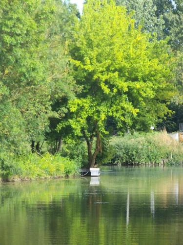 un arbre au milieu d'une rivière dans l'établissement Gîte Gaïa, calme dans marais Poitevin, à Maillé