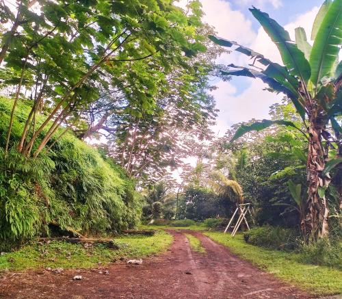 a dirt road in the middle of a forest at L'Auberge Polynésienne in Tevaitoa