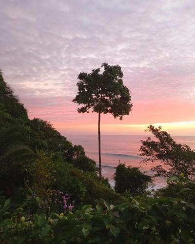 a tree on the side of a hill near the ocean at Lodge El Amargal - Reserva Natural, Ecoturismo & Surf in Nuquí