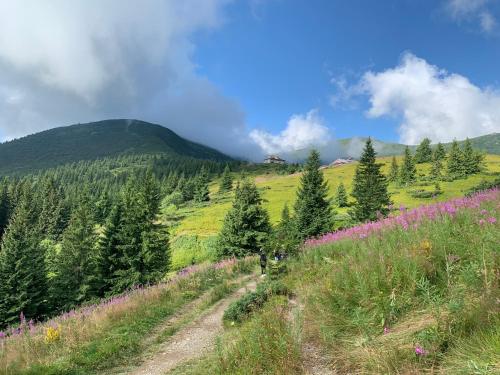 a dirt road through a field of flowers on a mountain at Eco Sadyba Familia in Yaremche