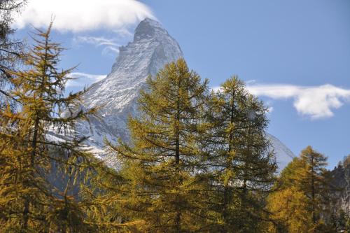 a snow covered mountain with trees in the foreground at Zermatt Youth Hostel in Zermatt