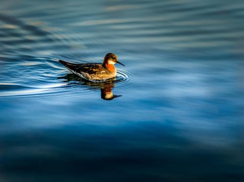 a duck swimming on a body of water at Myvo The Studio apartment at Geiteyjarströnd 4 in Reykjahlíð