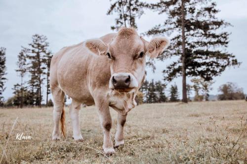 a brown cow standing in a field of grass at Bella Manga Country Escape in Plettenberg Bay