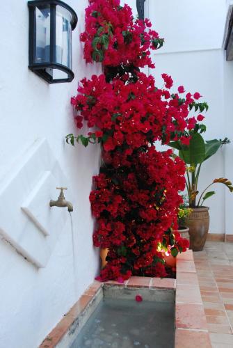 a bunch of red flowers on the side of a wall at Albariza Hotel Boutique in Sanlúcar de Barrameda
