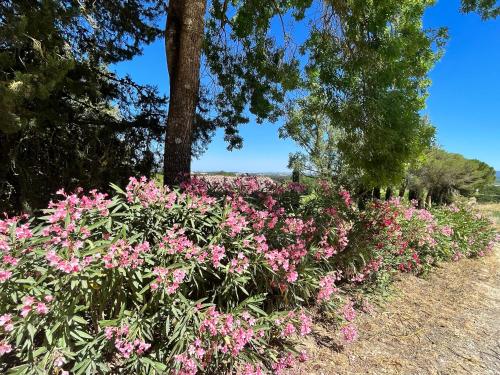 a bunch of pink flowers in a garden at Castel Pietraio WineResort in Monteriggioni