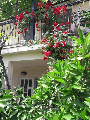 Gallery image of Apartments Petković in Petrovac na Moru