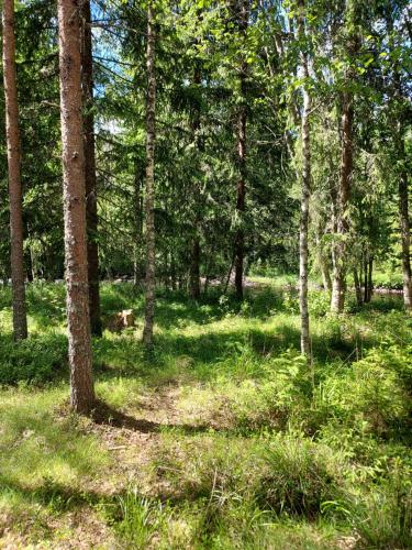 a wooded area with trees and green grass at The Old Logging Camp in Yttermalung