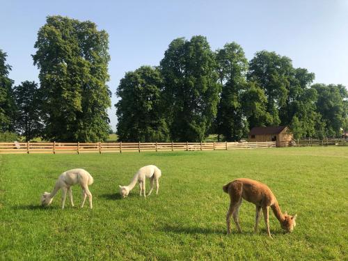 three animals grazing in a field of grass at Wypoczynek pod Lipami in Ruciane-Nida