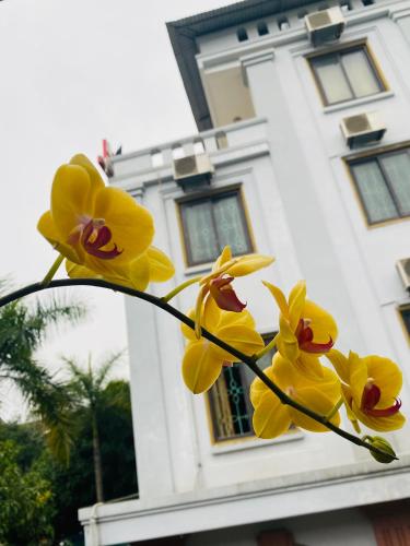 a group of yellow flowers in front of a building at Khách sạn AMI in Vinh