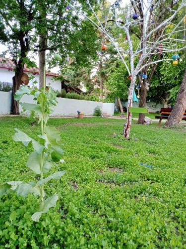 a tree in the middle of a green yard at Koca Kapı Konaklama in Yeşilova