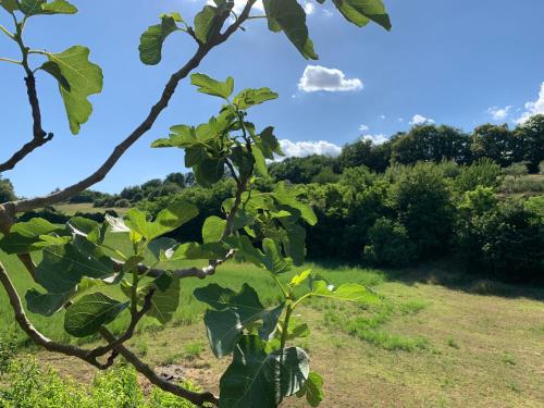 a view of a field from behind a tree at Casa di Monica in Torre San Severo
