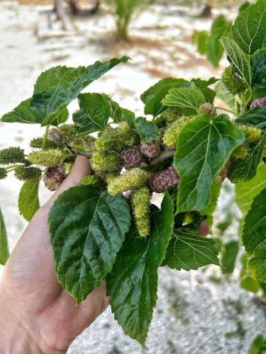 a hand holding a plant with green leaves at Agriturismo Morus Alba Gargano in Foce Varano
