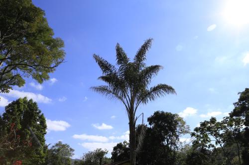 a palm tree with a blue sky in the background at Auberge Suisse Pousada in Nova Friburgo